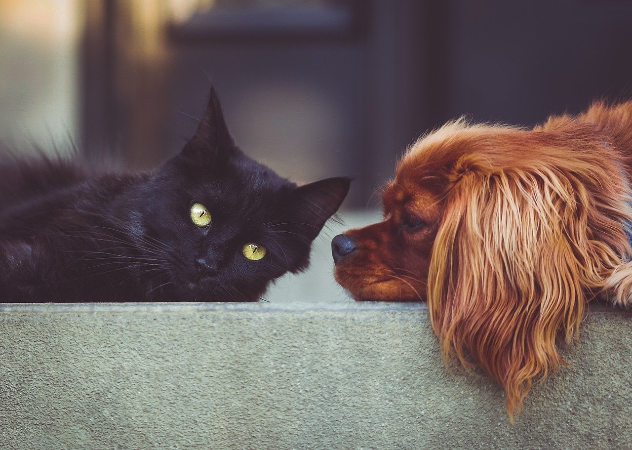 Jak stworzyć nić przyjaźni między kotem, a psem w Twoim domu?
